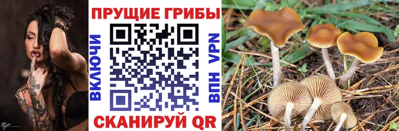 Псилоцибиновые грибы GOLDEN TEACHER  kraken зеркало  Алушта 